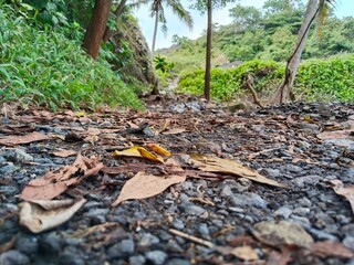 the path leads to a hill, rocky and dry leaves
