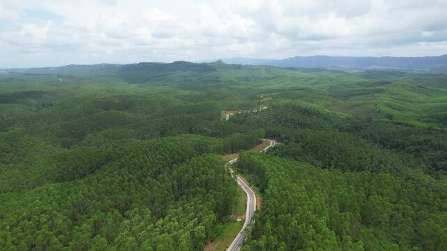 Aerial view Kalimantan forest. Forest with a road in the middle to get to the capital city of Indonesia "Ibu Kota Nusantara" (IKN)
