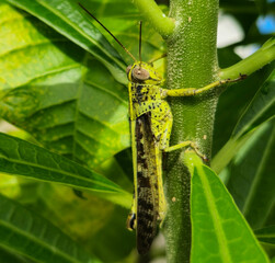 Selective focus : Grasshopper. It has long hind legs and short antennae, which are typical characteristics of grasshoppers. Their body is adapted for jumping.