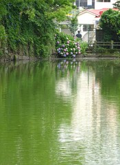 お堀の池とアジサイ
