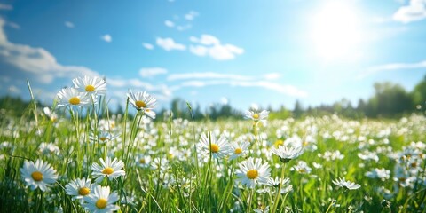A Sunny Field of Daisies