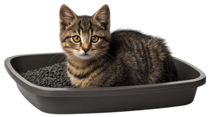 Adorable tabby kitten sitting comfortably in a clean litter box filled with grey litter isolated on transparent background