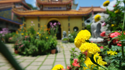 bright yellow marigold flowers are in sharp focus in the foreground, while a sunlit garden with...