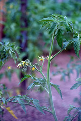 tomato seedling flower