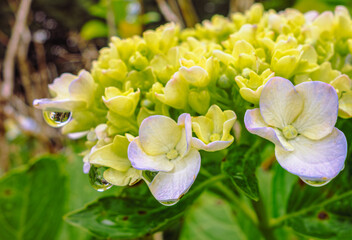 かわいい紫陽花12