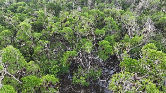 Sunda fruit bats, Acerodon mackloti, fly over an extensive mangrove forest on an island near Flores where their colony roosts. These large bats are considered a vulnerable species by the IUCN.