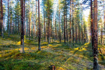 Fototapeta premium Eero's Trail in Lapland - Finland