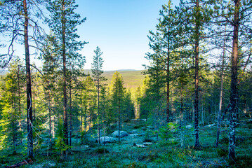 Fototapety na wymiar - Fototapeta24.pl