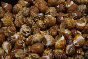 Fresh spotted babylon snails displayed at a seafood market, commonly used in Asian cuisine.