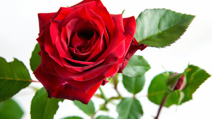 A solitary red rose in full bloom, symbolizing love and passion in its purest form
