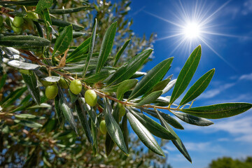 Olive leaves dance in the wind under a bright sunny sky