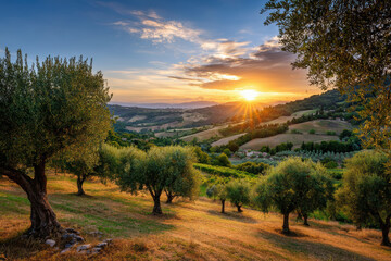 Olive trees glow in sunset over Mediterranean hills