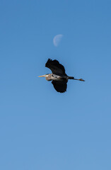 Grey heron flying in the sky