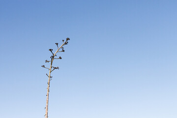 sparse tree