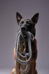 A Malinois dog firmly holds a rope in its mouth, looking straight ahead. The soft background...