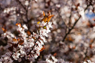 cherry blossoms in washington, pacific northwest