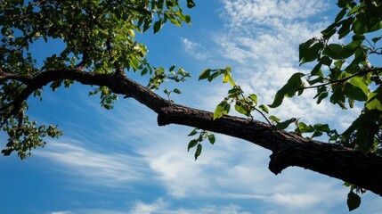 Fototapeta premium Tree branch against blue sky