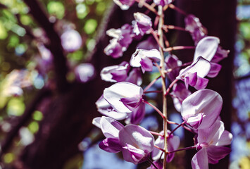 長泉寺　骨波田の藤棚の藤71