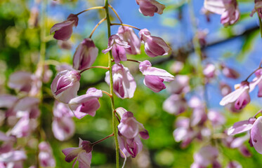 長泉寺　骨波田の藤棚の藤63