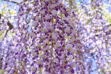 長泉寺　骨波田の藤棚の藤53