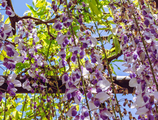 長泉寺　骨波田の藤棚の藤37