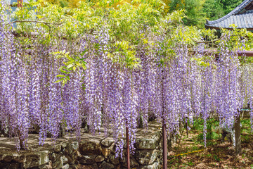 長泉寺　骨波田の藤棚の藤23
