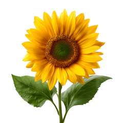 Obraz premium Bright yellow sunflower blossom with green leaf isolated on a clean white background