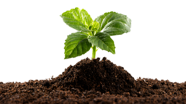 A young seedling sprouts from the soil, isolated against white, symbolizing new life and growth in nature - Powered by Adobe
