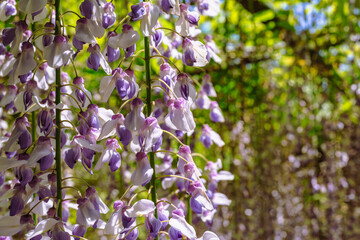長泉寺　骨波田の藤棚の藤6