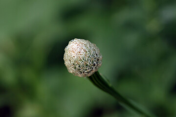 Basketflower seed pod