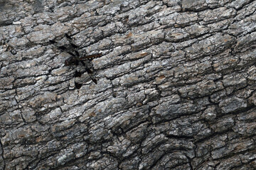 Close up of a camouflaged Common Whitetail Dragonfly on a textured wood background