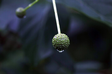 Closeup of a droplet of water dripping from a buttonbush plant
