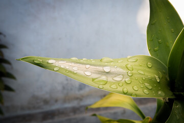 beautiful wet leaves. close up photo of wet leaves
