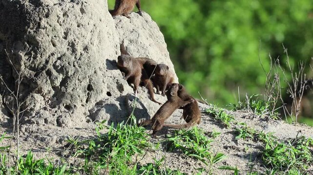 Cute Dwarf Mongoose pups play fight by tall earthen termite mound