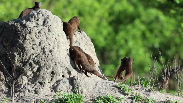 Dwarf Mongoose troop play by large earthen termite mound on sunny day