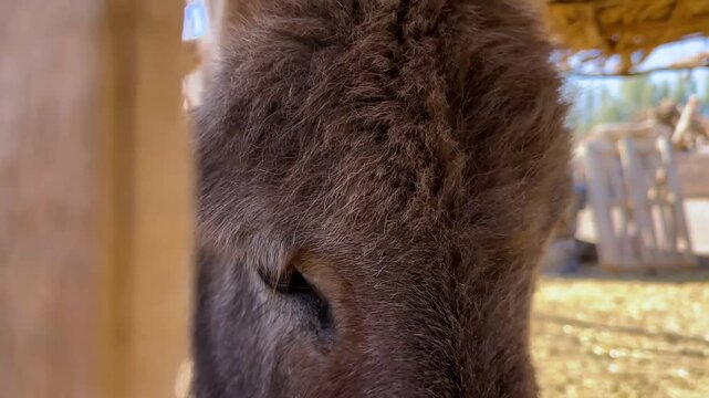 donkey animal big eye hair with peaceful face portrait scenic landscape in iran saudi arabia traditional transportation local people adventure ancient culture desert petra wadi rum travel tourism view