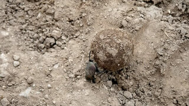 Dung beetle rolls its dung ball uphill then tumbles down, static