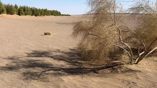 desert nature tamarix tree in sun shadow dry scenic landscape wild beautiful iran asia traditional agriculture haloxylon black saxaul branch sand rock canyon steppe summer travel wilderness plant