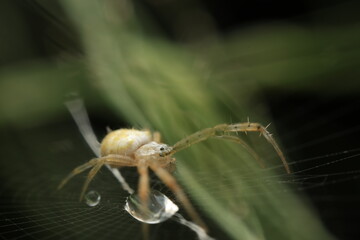 Neoscona orb-weaver spider – macro of garden spider on web a member of the orb-weaver family,...