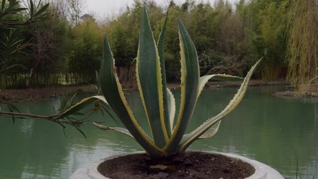 Potted american agave with its characteristic pointed leaves growing near a pond with a swan swimming serenely in a park, creating a peaceful natural setting