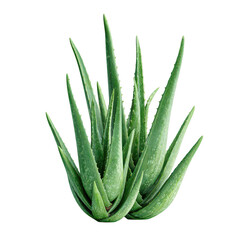Fototapeta premium Lush aloe vera plant, vibrant green leaves