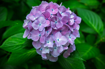 梅雨に咲く紫陽花