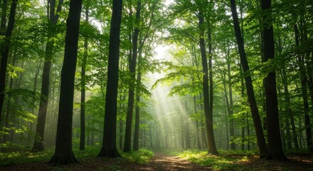 Fototapeta premium Sunbeams Through the Emerald Canopy: A Mystical Forest Path