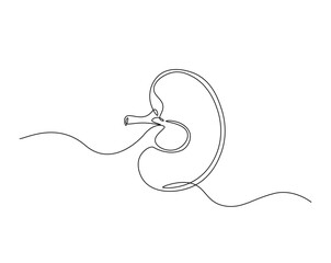 Human organ, kidney outline drawing illustration. one continuous line drawing of human kidney. healthy concept.
