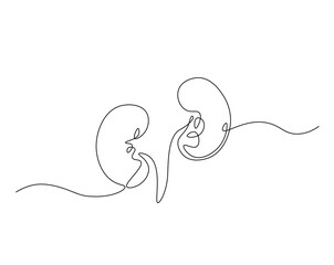 Human organ, kidney outline drawing illustration. one continuous line drawing of human kidney. healthy concept.