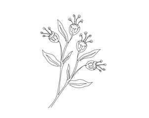 Beautiful flower outline drawing illustration. one continuous line drawing of topical flower.