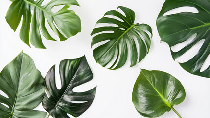 Monstera leaf and tropical plants in flat lay, botanical design elements, conveying lush greenery and natural harmony