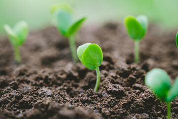 A delicate green sprout emerges from fertile soil, symbolizing new life, growth, and hope in...