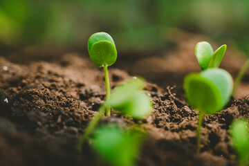 A delicate green sprout emerges from fertile soil, symbolizing new life, growth, and hope in...