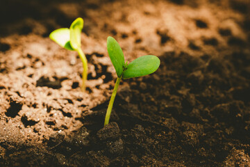 A delicate green sprout emerges from fertile soil, symbolizing new life, growth, and hope in...